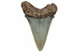 Serrated Angustidens Tooth - Megalodon Ancestor #302053-1